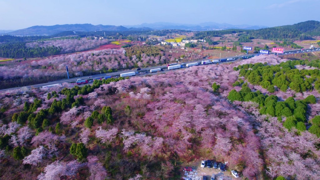 红枫湖畔万亩樱花盛开 春日美景引客来