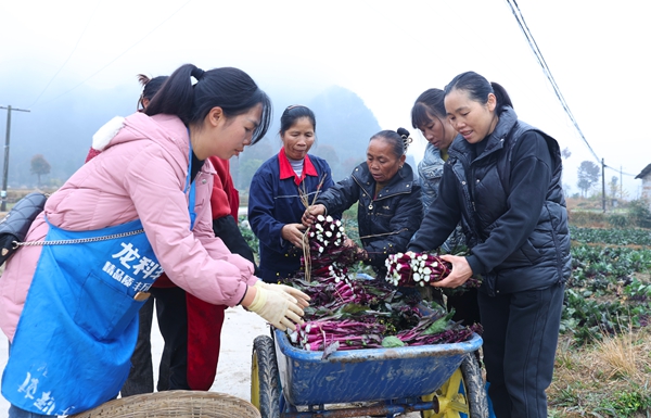 贵州独山:菜苔种出致富路 群众增收笑开颜