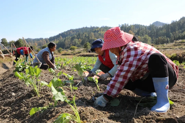 贵州天柱:特色产业为笔 绘就秋冬种增收画卷