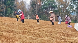 贵州施秉：6万亩太子参抢墒栽种 孕育“参”机盎然