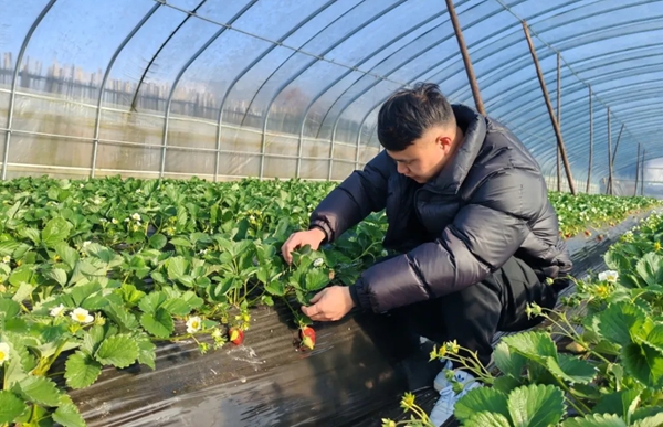 从“种植小白”到“草莓专家“:六盘水市水城区草莓种植户尹德发和他的草莓园