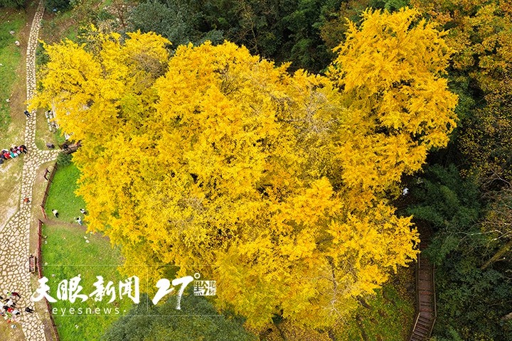 贵州长顺4700年“中华银杏王”迎来绝美观赏季 null