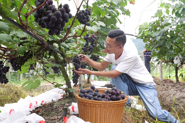 贵州松桃:葡萄进入采摘季 错峰上市引客来