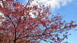贵州平塘：樱花点缀茶山美 赏景“采春”正当时
