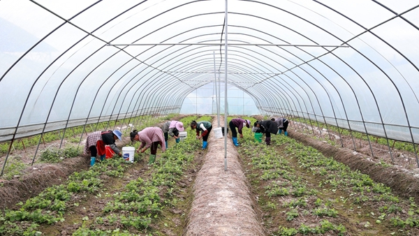 贵州平塘者密头茬豌豆尖直供粤港澳 特色蔬菜“鲜”行大市场 null