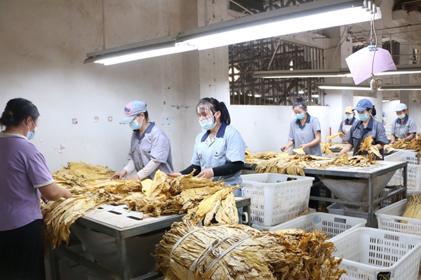 贵州镇远涌溪乡烤烟收购有序推进 助力群众增收致富