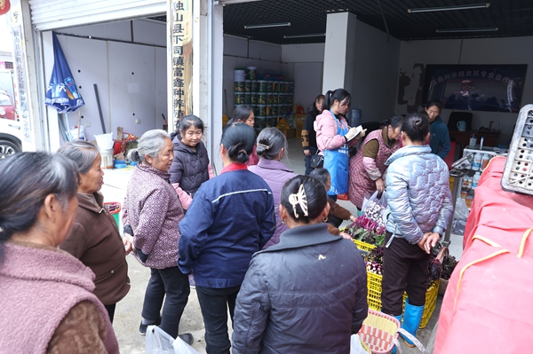 贵州独山:菜苔种出致富路 群众增收笑开颜