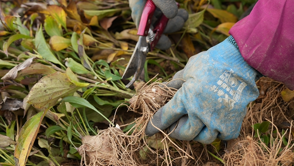 贵州镇远青溪镇:白术喜获丰收 特色产业绘就乡村振兴新图景