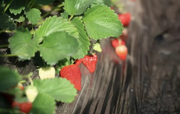 从“种植小白”到“草莓专家“:六盘水市水城区草莓种植户尹德发和他的草莓园