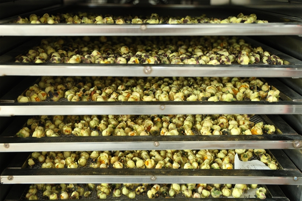 贵州罗甸:金花护青山 茶香富人家