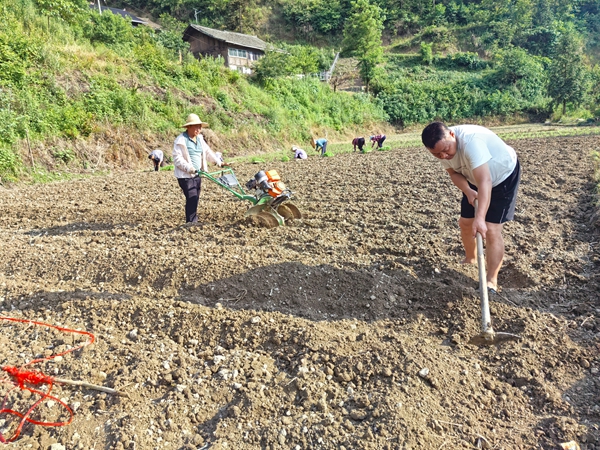 贵州镇远报京乡:小米移栽正当时 田间地头绘“丰”景
