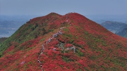 贵州丹寨：万亩杜鹃花迎来盛花期 特色文旅活动点燃踏青热潮