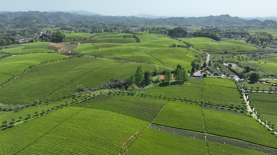 第18届贵州茶产业博览会将于4月18日在遵义湄潭举办