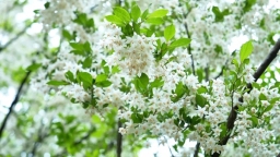 贵州盘州：野茉莉进入盛花期