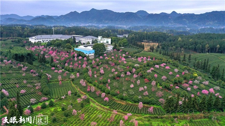阳光为舵 技改为帆!“世界抹茶超级工厂”驶入零碳新航道