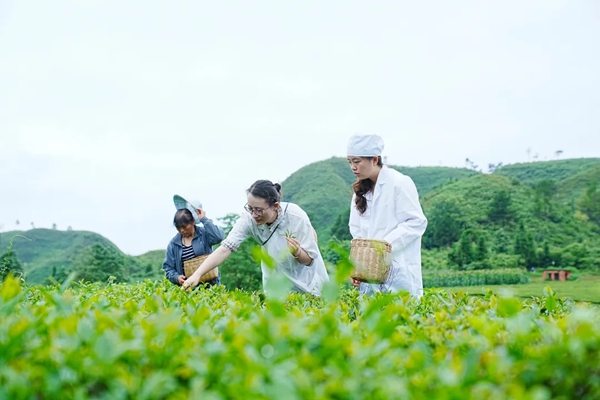 贵州都匀毛尖茶的“基因保卫战”