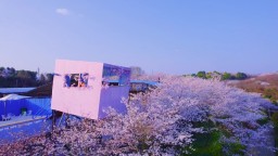 红枫湖畔万亩樱花盛开  春日美景引客来