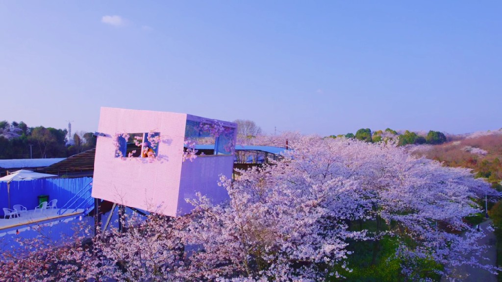 红枫湖畔万亩樱花盛开 春日美景引客来
