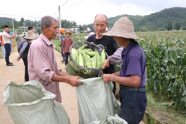 貴州施秉:鮮食玉米喜豐收 訂單農業穩增收