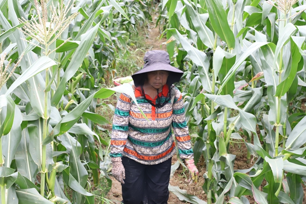 貴州施秉:鮮食玉米喜豐收 訂單農業穩增收