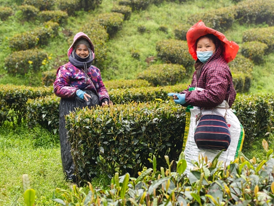 2026贵州早春茶产销对接大会在晴隆启幕