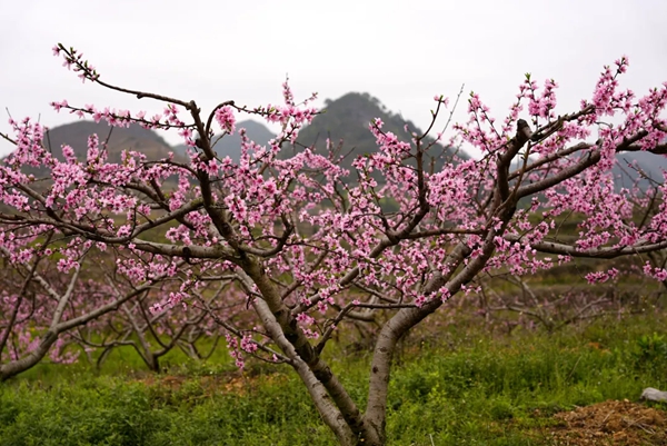 贵州平塘:桃红染青山 春色醉游人