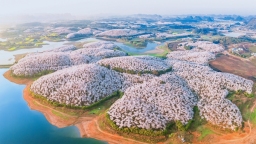 以花为媒 以旅兴村 贵州清镇“赏花经济”激活乡村振兴新动能