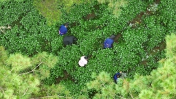 贵州丹寨：林下产业“富民”又“富林” 激活乡村振兴新动能