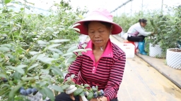 贵州丹寨：万亩蓝莓抢“鲜”上市 精细管护“护航”丰收