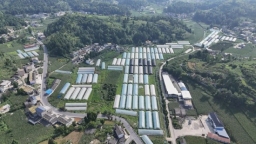 贵州黔西：夏花冬菜 素朴镇大棚轮作促增收