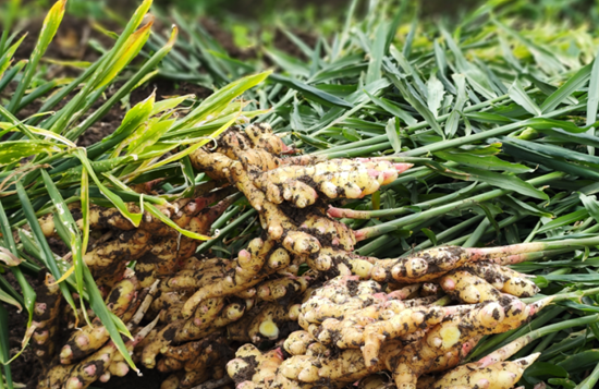 “姜”来可期 贵州黄果树小黄姜丰产又增收