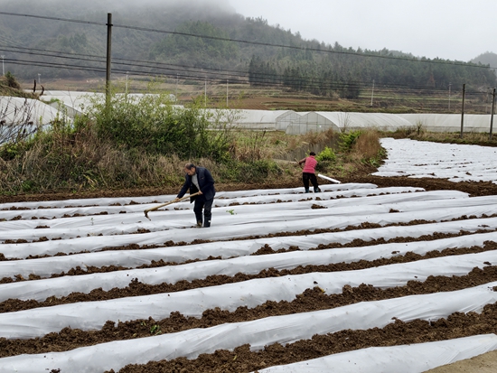 贵州施秉:万亩烟田拓宽致富“黄金路”