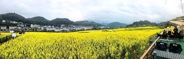 贵州正安:“花事”繁盛处 经济“开花”时