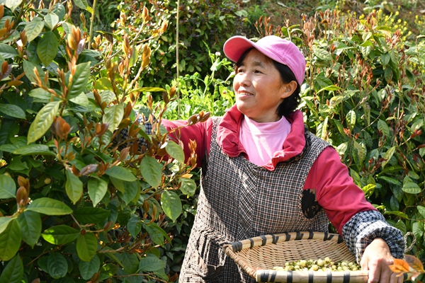 贵州罗甸:金花护青山 茶香富人家