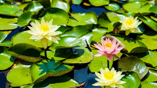 贵州盘州西铺河湿地公园睡莲盛放