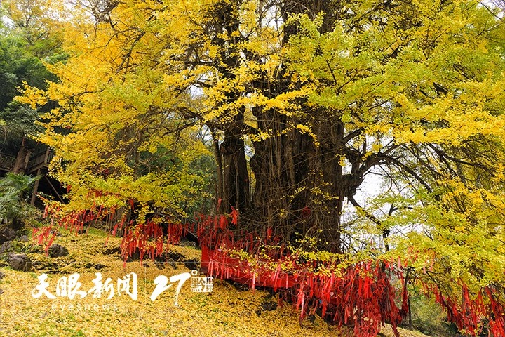 贵州长顺4700年“中华银杏王”迎来绝美观赏季 null