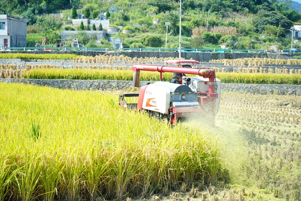 貴州仁懷:從田間到糧倉 全程機械化護航水稻豐收
