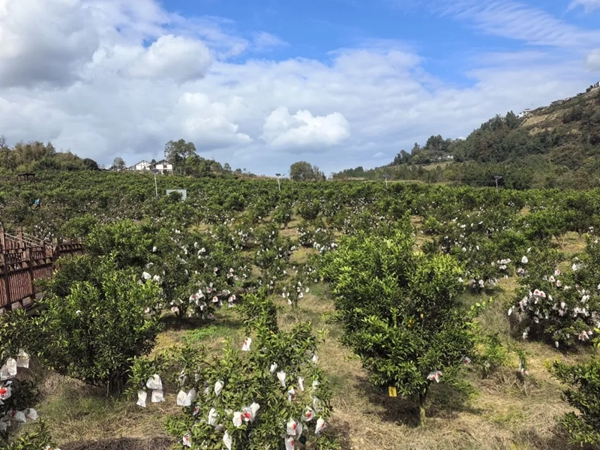 贵州正安和溪镇:水果蔬菜双丰收 乡村振兴有“甜头”更有“奔头”