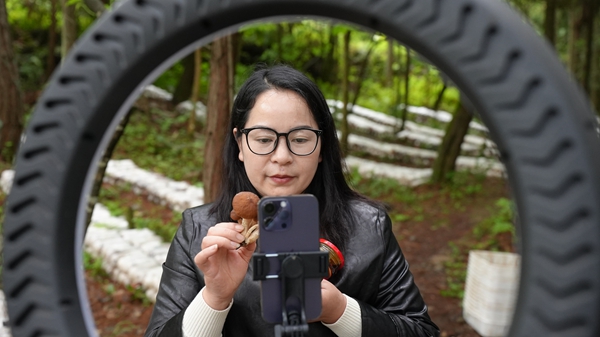 贵州岑巩:林下“菇”飘香 “云端”产销旺
