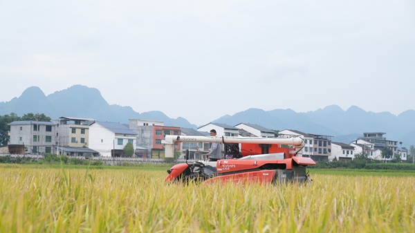 貴州思南:23萬畝水稻開鐮收割 多部門協同護航秋糧穩産增收