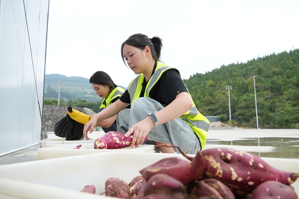 金秋收“金薯” 貴州思南開啟首輪紅薯收購