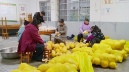 贵州天柱：从果园到餐桌 凤柚借供销平台直供校园