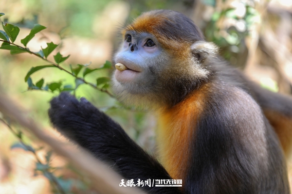 贵州省发布黔金丝猴拯救保护规划