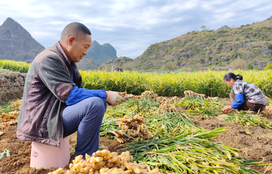 “姜”来可期 贵州黄果树小黄姜丰产又增收
