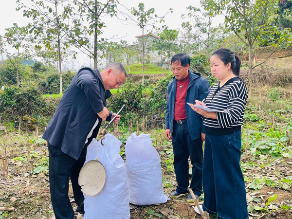 贵州仁怀合马镇:6800亩山桐子喜获丰收