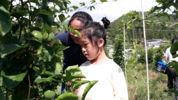 贵州平塘：百香果迎丰收 “甜蜜经济”带动乡村游