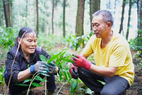 贵州仁怀茅台镇:林下黄精变“黄金”