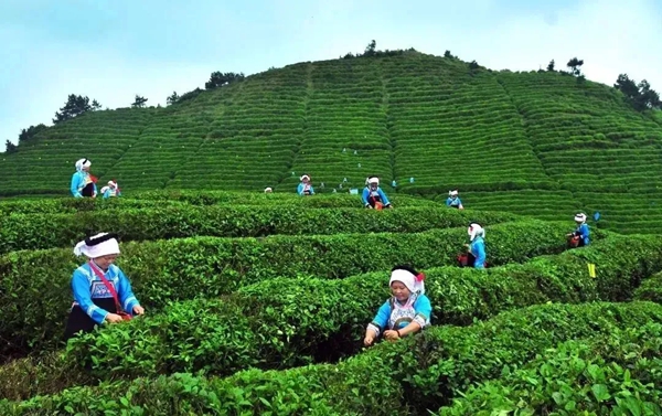 贵州都匀:锻造产业“筋骨” 擎起高质量发展“脊梁”