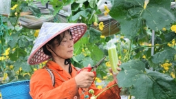 贵州罗甸逢亭镇：一年收两季 双季丝瓜丰产上市