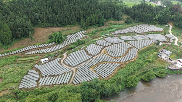 贵州松桃:葡萄进入采摘季 错峰上市引客来